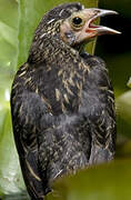 Red-winged Blackbird