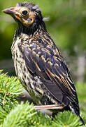 Red-winged Blackbird