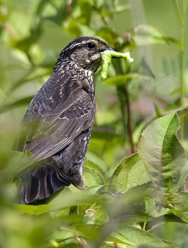 Red-winged Blackbirdjuvenile