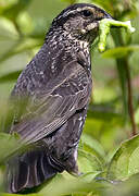 Red-winged Blackbird