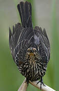 Red-winged Blackbird