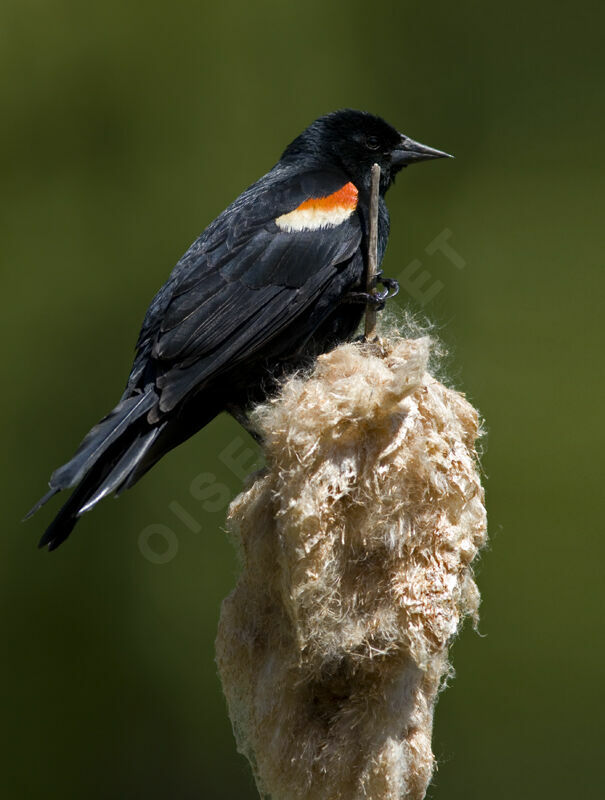 Red-winged Blackbird male adult breeding