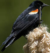 Red-winged Blackbird