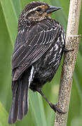 Red-winged Blackbird