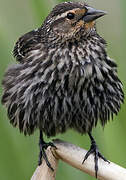 Red-winged Blackbird