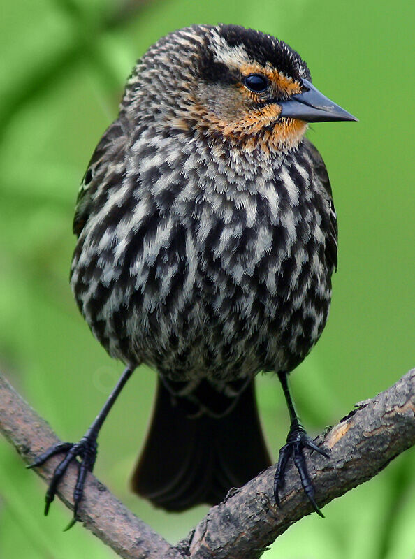 Red-winged Blackbird