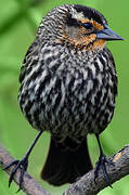 Red-winged Blackbird