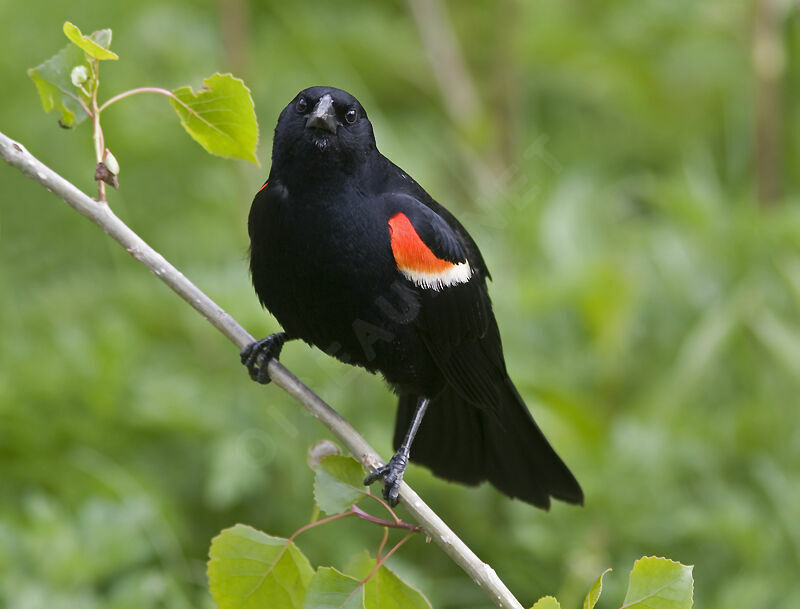 Red-winged Blackbird male adult breeding