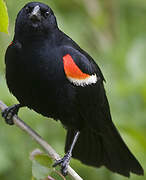 Red-winged Blackbird