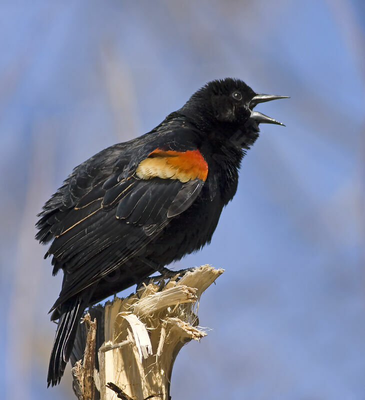 Red-winged Blackbird male adult, identification, Behaviour