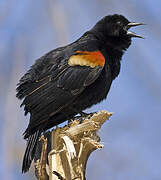 Red-winged Blackbird