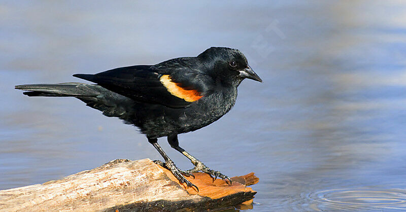 Red-winged Blackbird male adult, identification, Behaviour