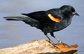 Red-winged Blackbird