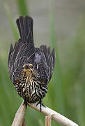 Red-winged Blackbird