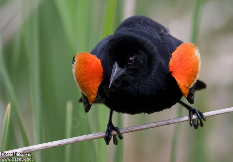 Red-winged Blackbird male adult, close-up portrait, courting display, Behaviour