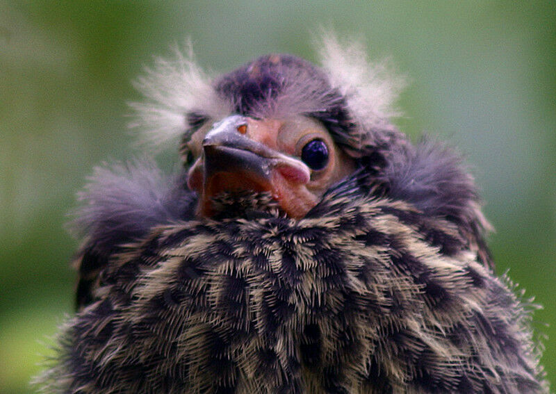 Red-winged Blackbird