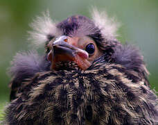 Red-winged Blackbird