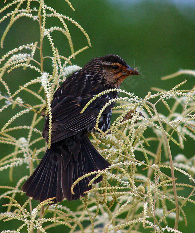 Red-winged Blackbird