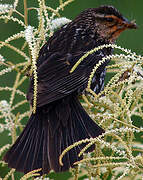 Red-winged Blackbird