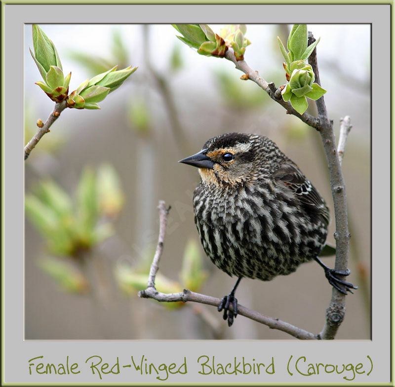 Red-winged Blackbird