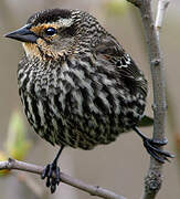 Red-winged Blackbird