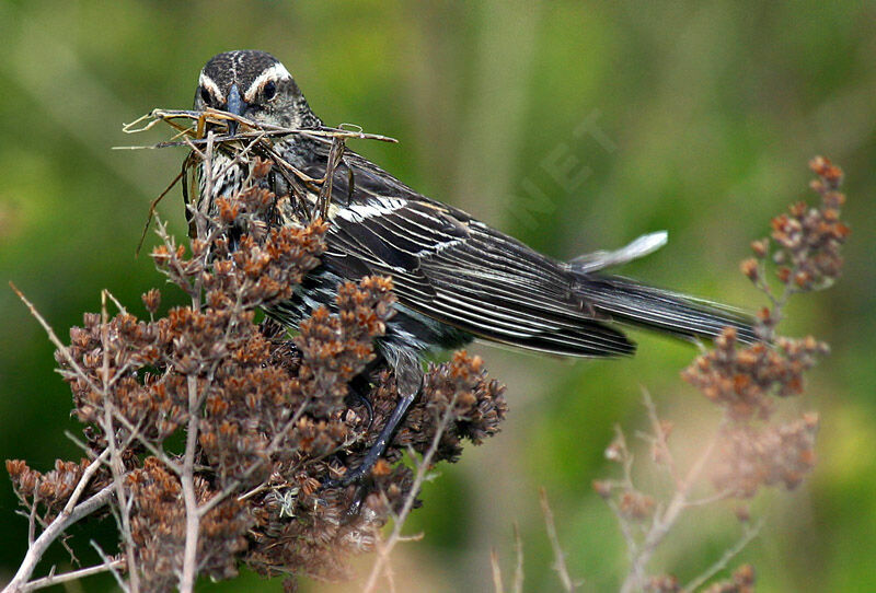 Red-winged Blackbird