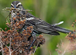 Red-winged Blackbird