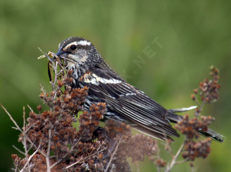 Red-winged Blackbird