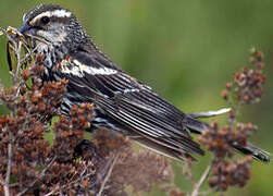 Red-winged Blackbird