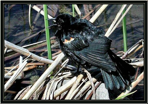 Red-winged Blackbird