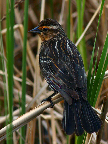 Red-winged Blackbird