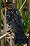 Red-winged Blackbird