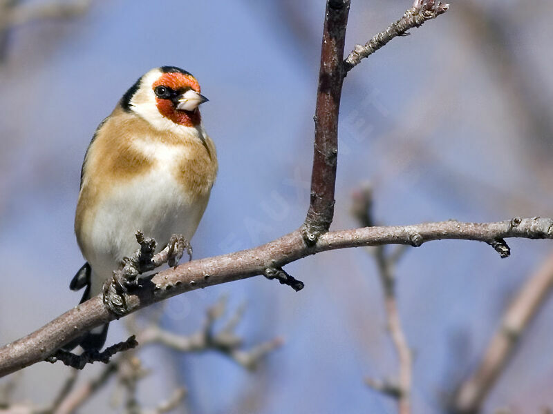 European Goldfinch