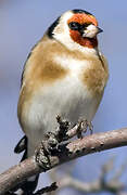 European Goldfinch