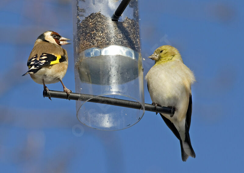 European Goldfinch male