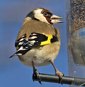 European Goldfinch