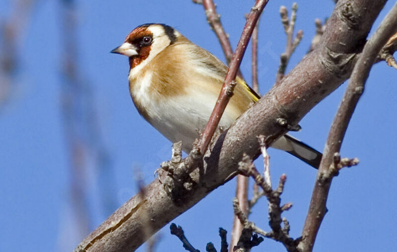 Chardonneret élégant