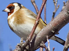 European Goldfinch