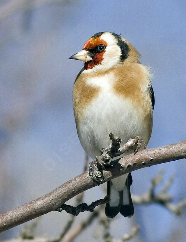 European Goldfinch