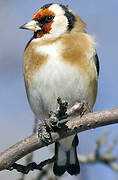 European Goldfinch