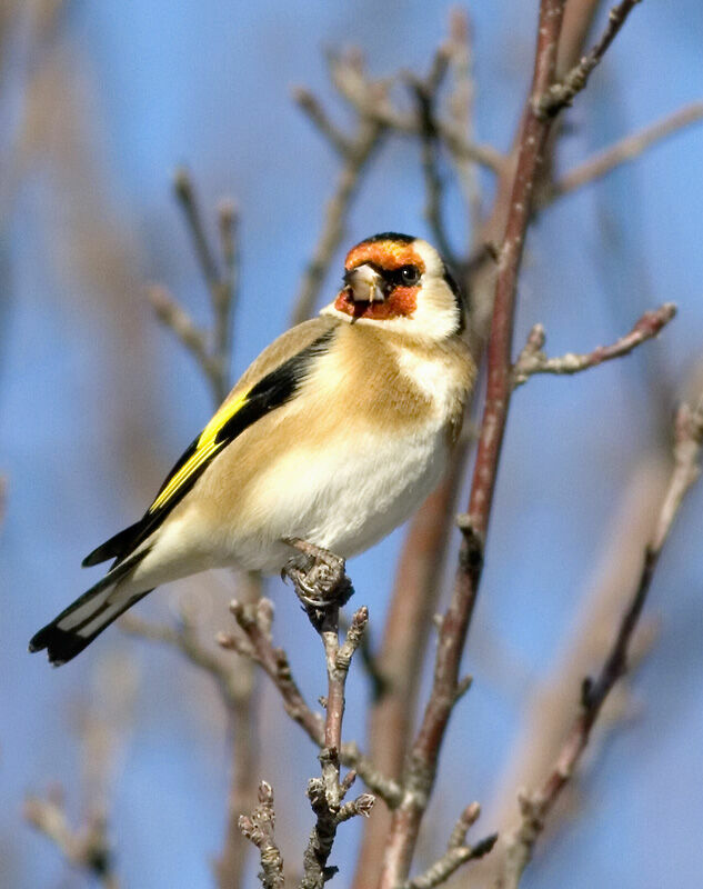 European Goldfinch