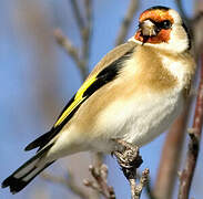 European Goldfinch