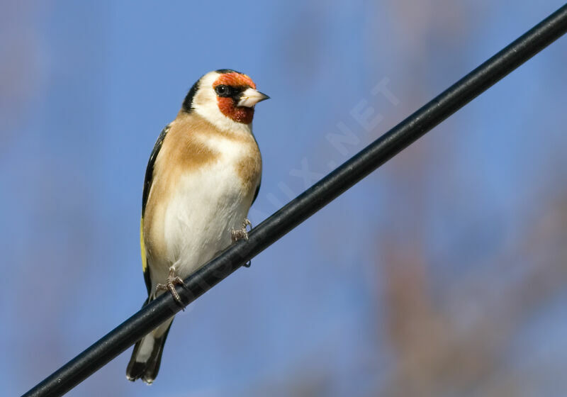 European Goldfinch