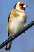 European Goldfinch