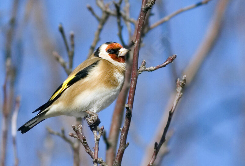 European Goldfinch