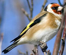 European Goldfinch