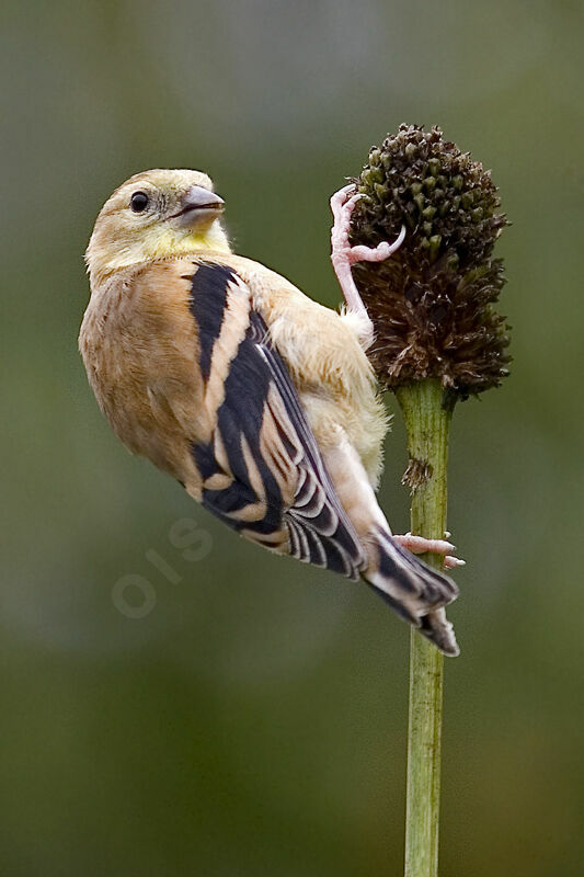 Chardonneret jaune femelle