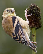 American Goldfinch