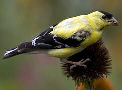 Chardonneret jaune