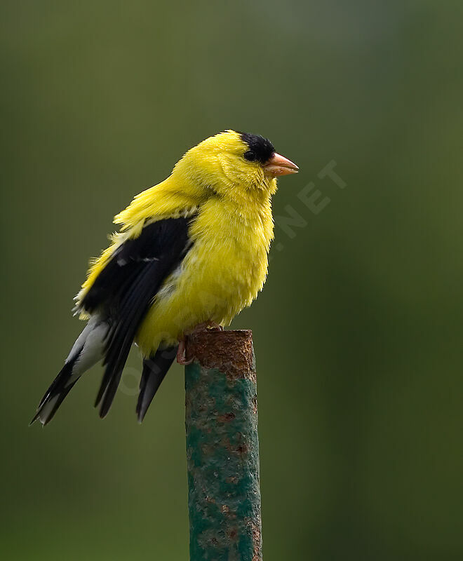 Chardonneret jaune mâle adulte